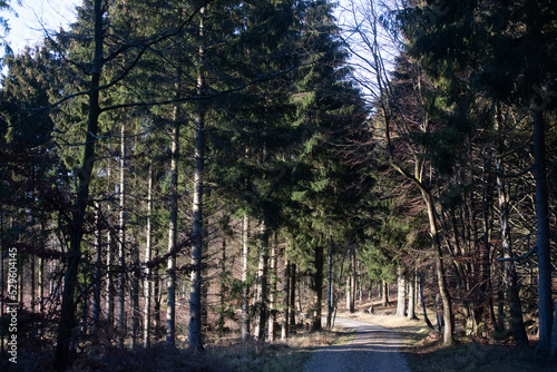 Gribskov in Denmark near Kagerup in winter 2019 photo