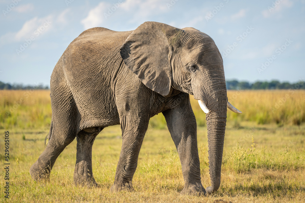 African bush elephant crosses grassland in sunshine