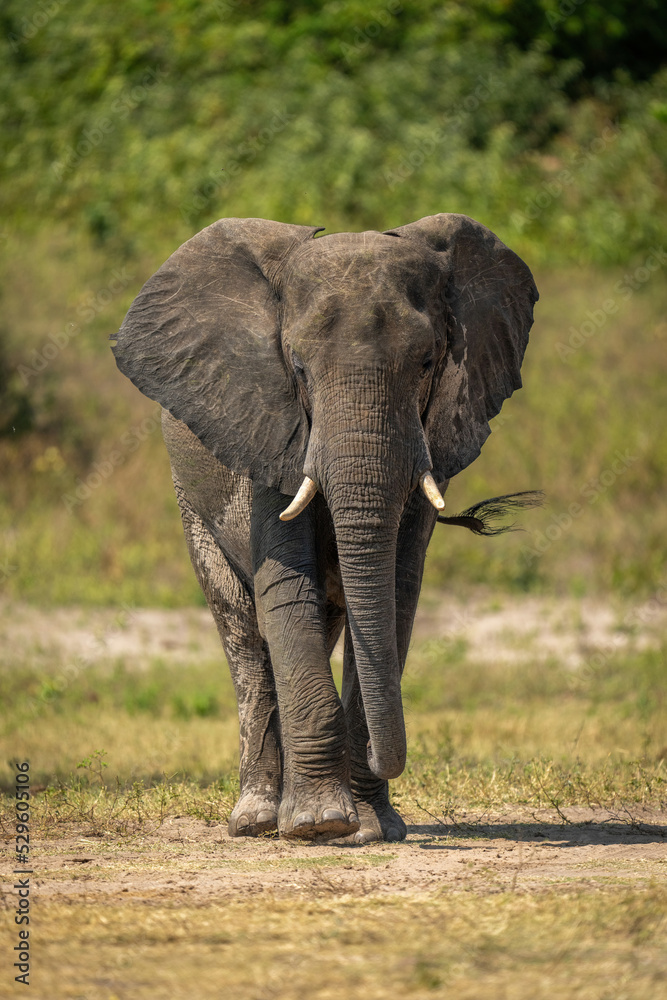 African bush elephant crosses grass in sunshine