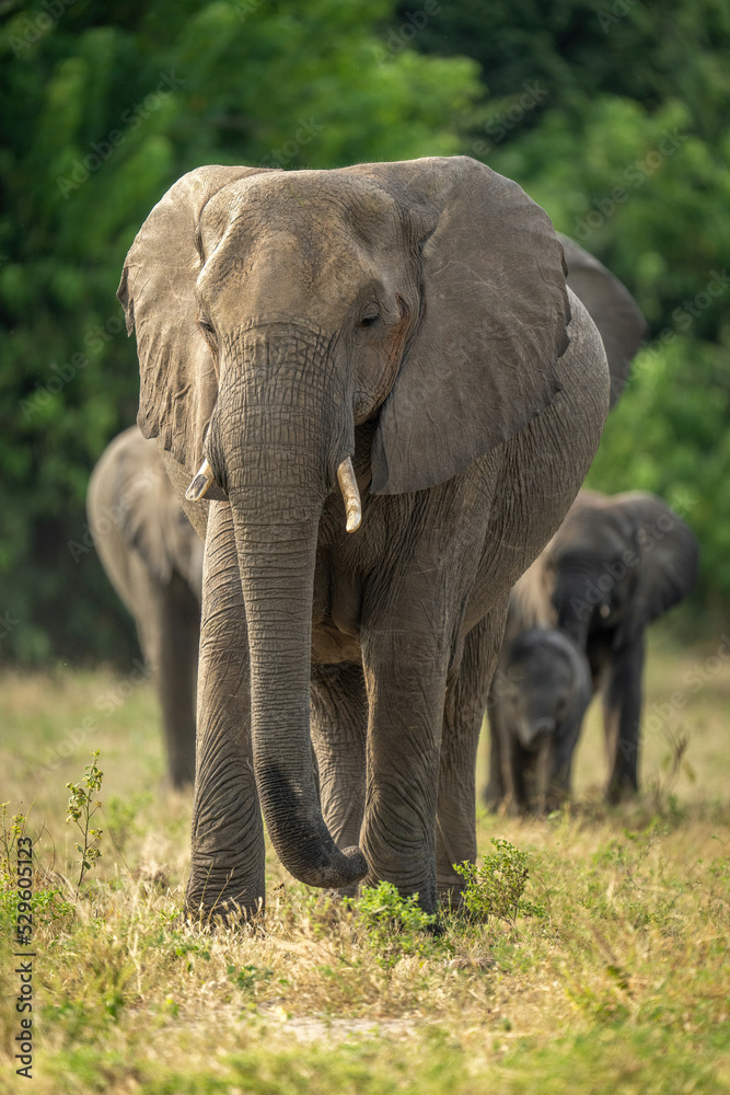 African bush elephant herd walks towards camera