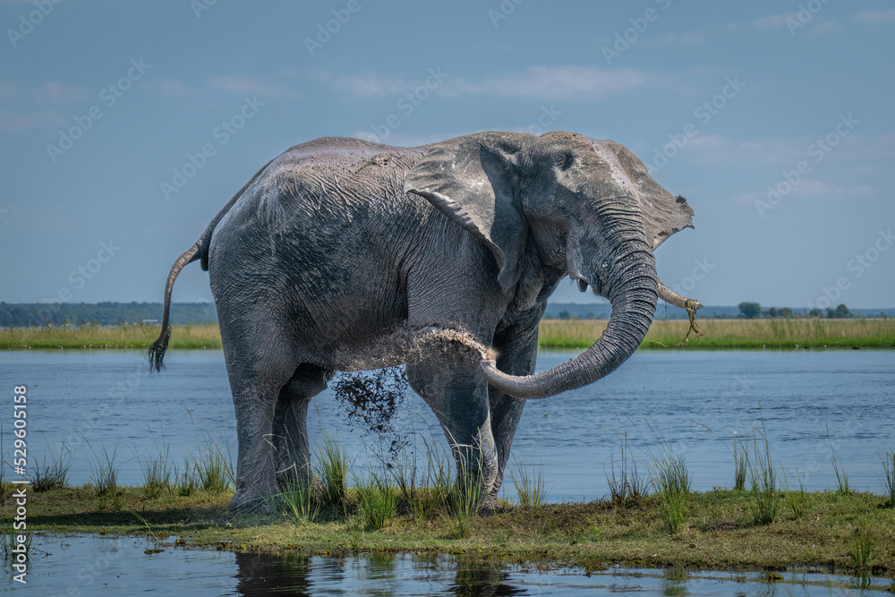 Fototapeta premium African bush elephant spraying mud over flank