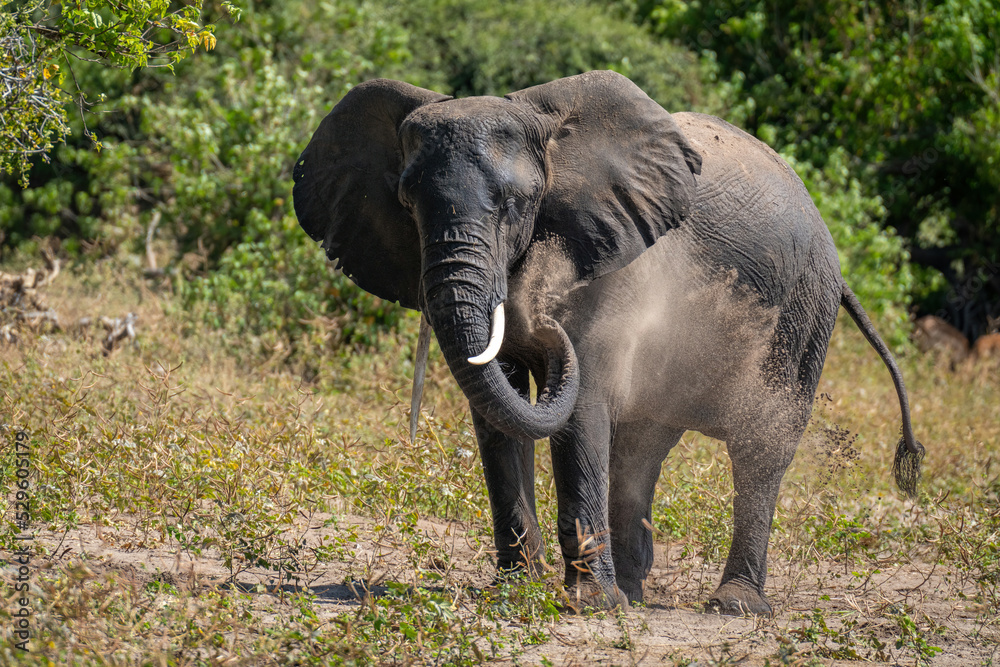 Obraz premium African bush elephant squirts dust over himself