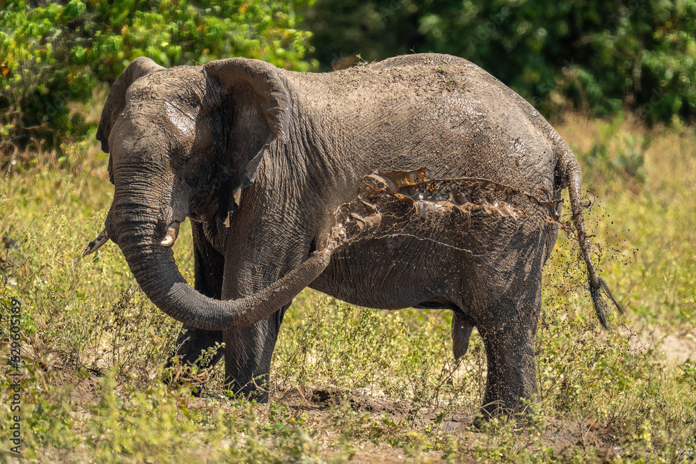 Fototapeta premium African bush elephant squirts mud over body
