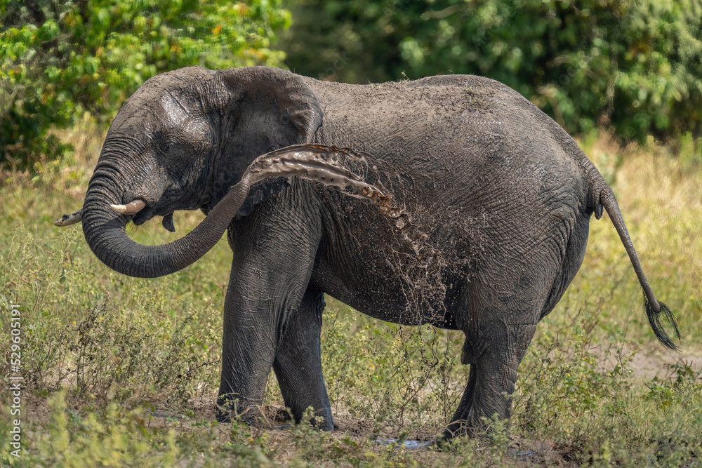 African bush elephant squirts mud over itself