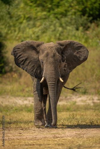 African bush elephant crosses grass flapping ears