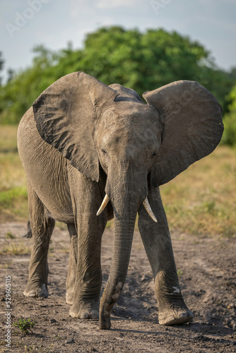 African bush elephant crosses savannah near trees