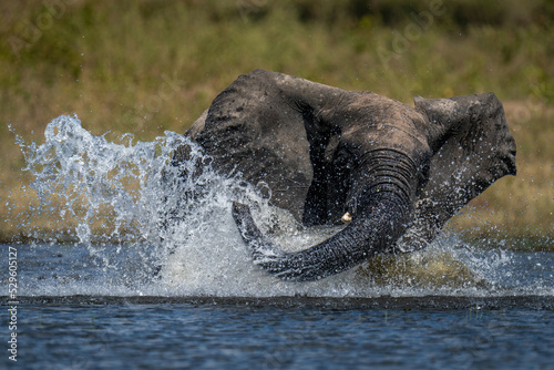 Vászonkép African bush elephant makes spray in shallows