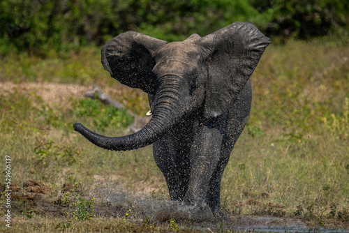 African bush elephant splashes through shallow water