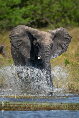 African bush elephant splashes through shallow river