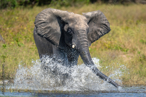 African bush elephant splashing through shallow water