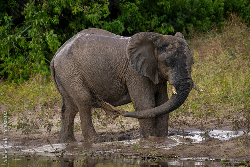 African bush elephant squirting dirt over flank