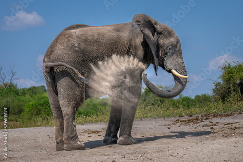African bush elephant squirts dust on flank