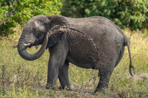 African bush elephant squirts mud over side