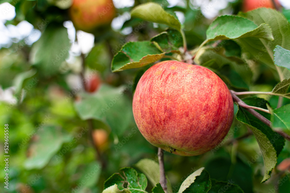 An apple on a branch. Vegetable background macro texture copyspace. Good quality photos An apple on a branch. Vegetable background macro texture copyspace. Good quality photos