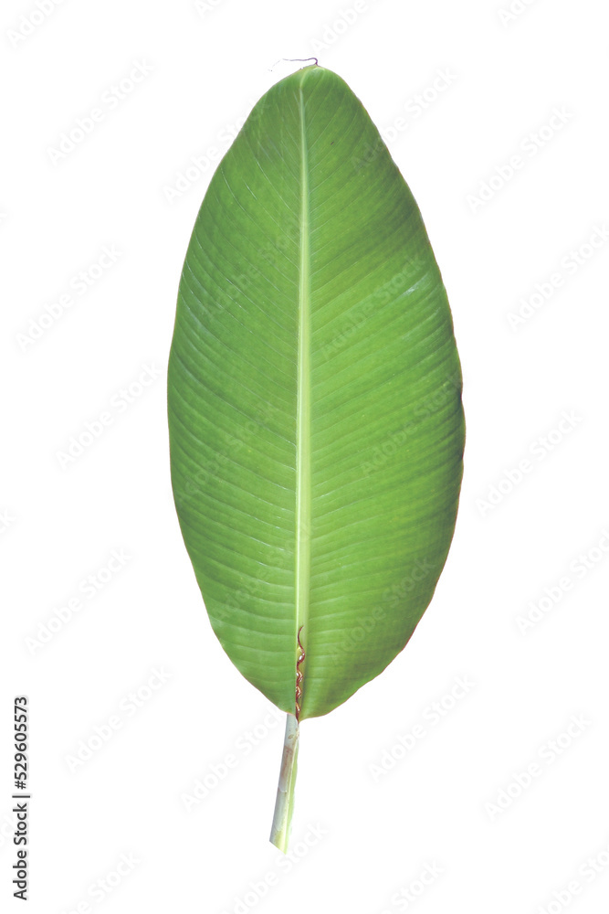Green banana leaf with transparent background Green banana leaf with transparent background