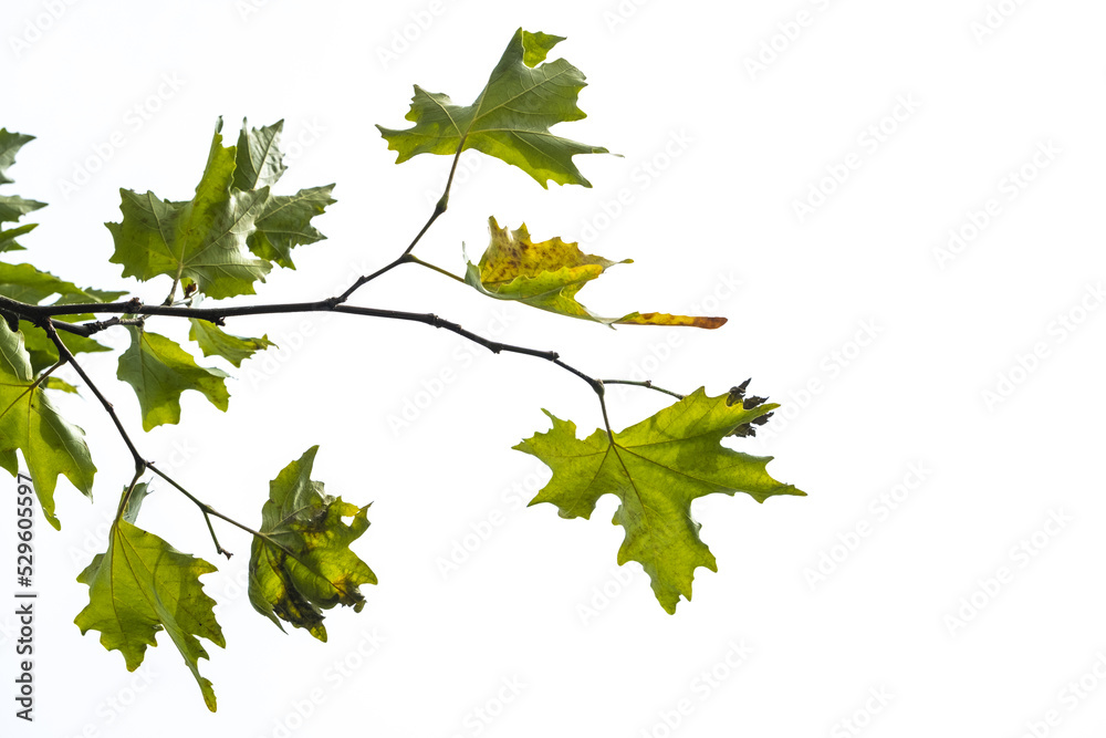 Pine tree branch with green leaves, copy space area, nature concept, pine tree isolated on white background, top view Pine tree branch with green leaves, copy space area, nature concept, pine tree isolated on white background, top view