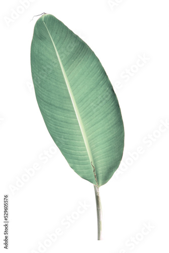 Green banana leaf with transparent background