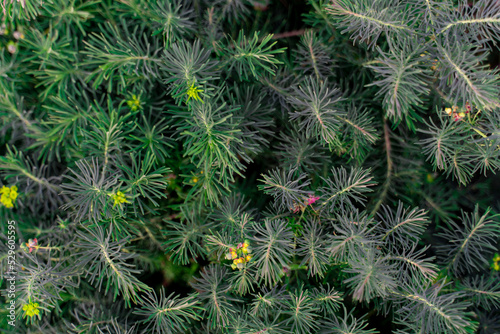 Euphorbia cypress Plant background macro texture Photo of good quality