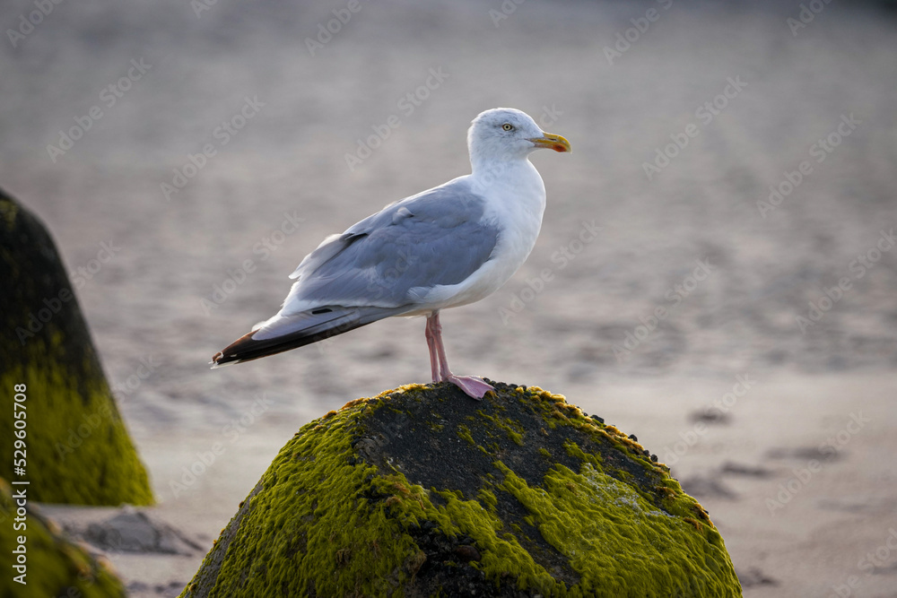 Möwe am Strand