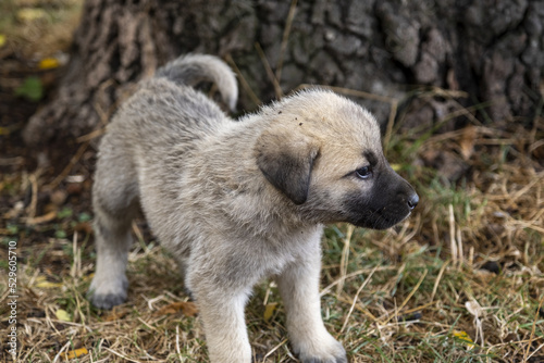 Puppy on grass  cute and sweet street animal concept  dirty small baby dog  street puppy