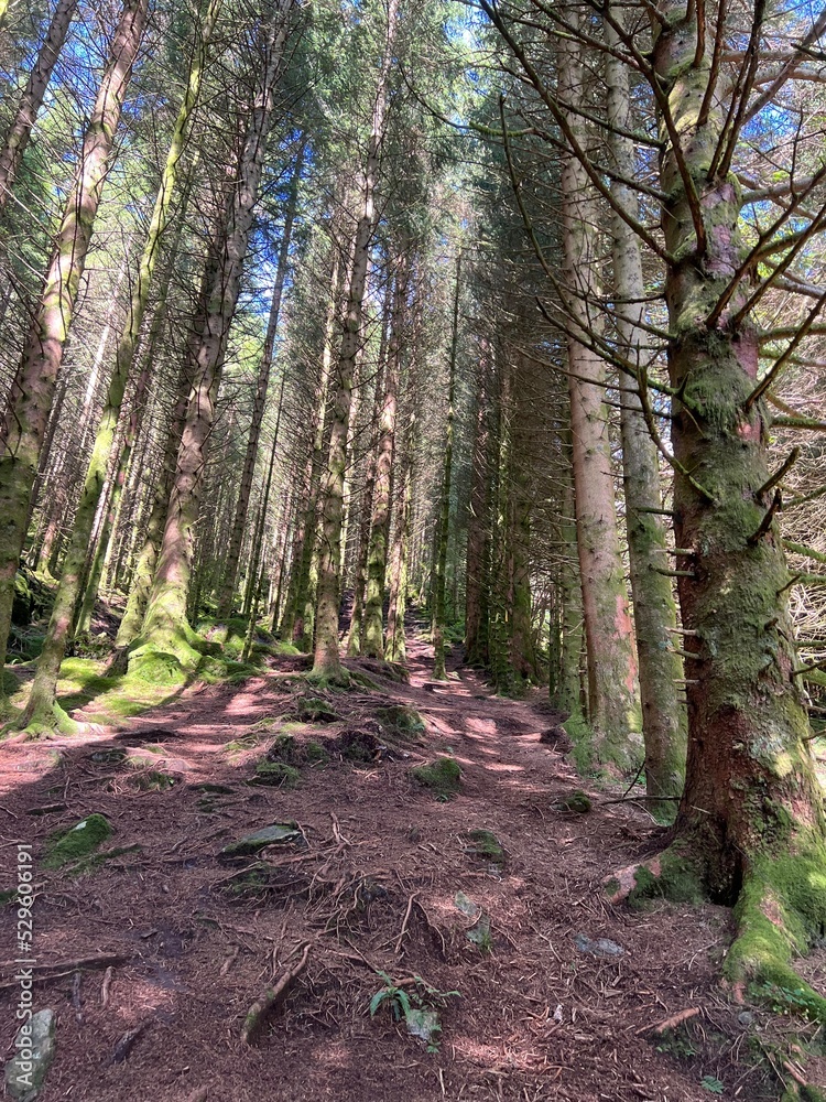 Obraz premium Orretua Kaland Hiking Trial Bergen Norway