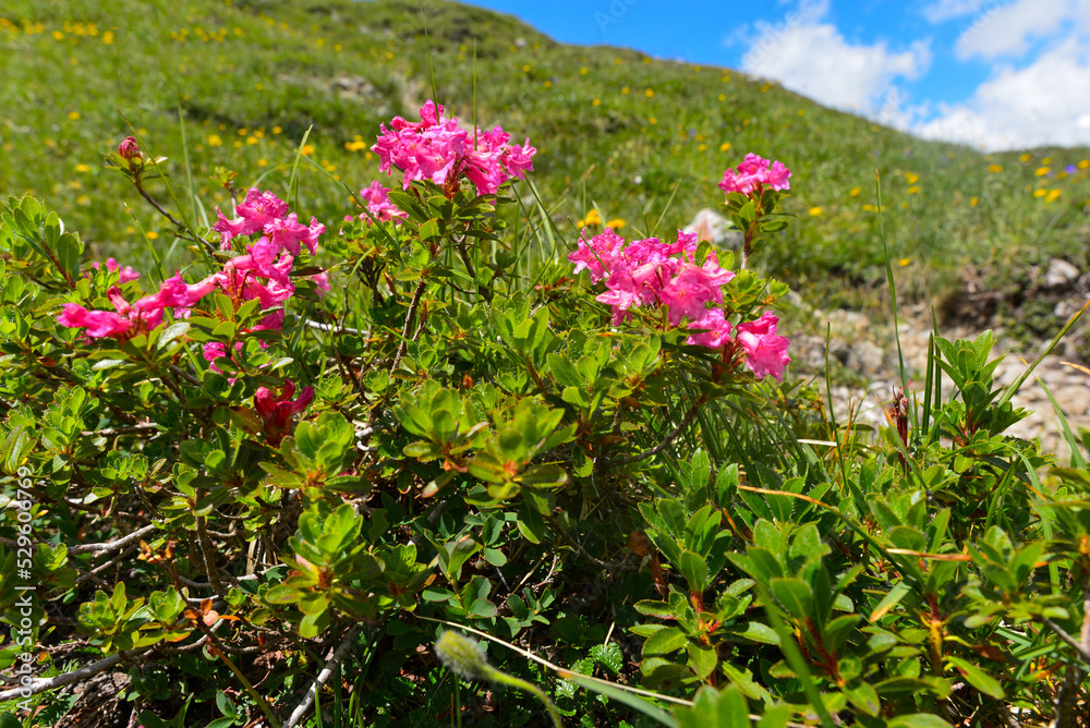 Bewimperte Alpenrose in den Lechtaler Alpen (Österreich)