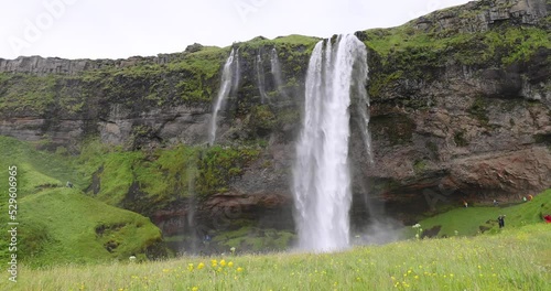 Iceland Blooming Icelandic Purple Lupin Flower Field - Amazing Seljalandsfoss waterfall in Iceland