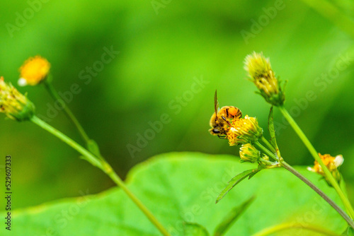花の蜜を集めるミツバチ © Gottchin Nao