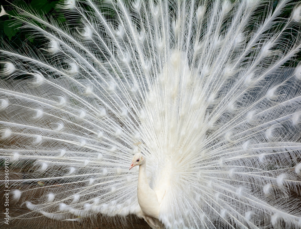 純白の白孔雀