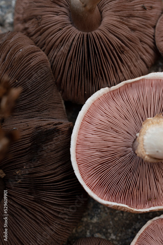 Group of mushrooms forming a beautiful texture pattern background 