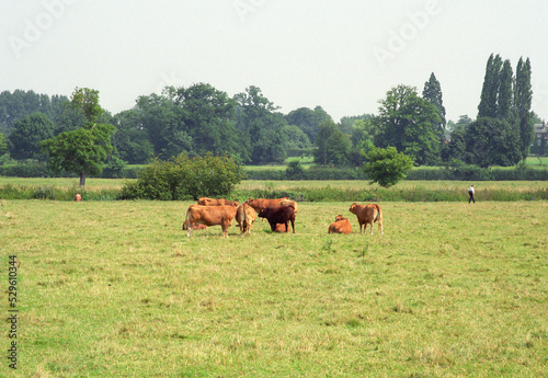 cows grazing in a field location Grantchester Meadows, Grantchester, Cambridgeshire UK 2003 © Matylda Laurence