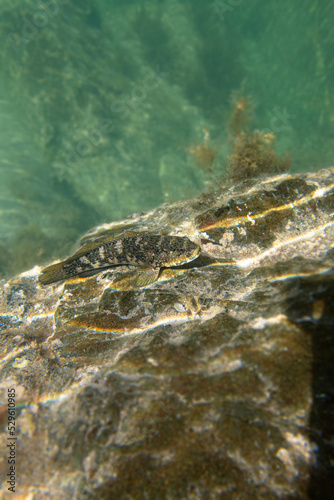 madeira goby fish (mauligobius maderensis) on a rock underwater in Fuerteventura island, Spain (ID: 529610985)