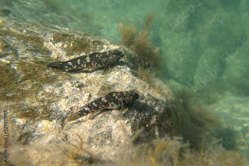 madeira goby fish (mauligobius maderensis) on a rock underwater in Fuerteventura island, Spain (ID: 529610987)