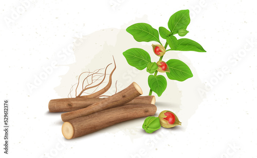 Ashwagandha roots stem with plant and berries vector illustration isolated on white background