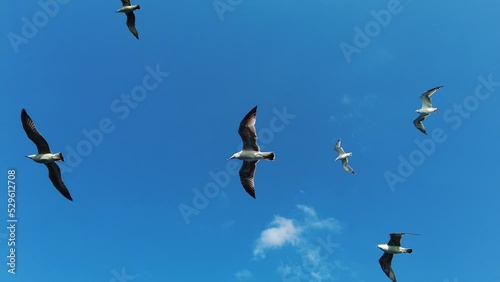 Seagulls flying in the sky in the slow motion