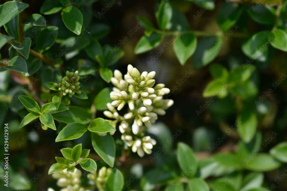 Delavay privet Delavay privet