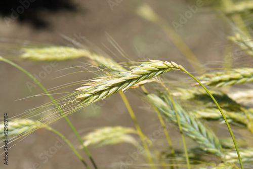 Polish wheat