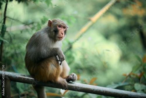 Photography Focus shot of a cute rhesus monkey sitting on a metal railing in a forest