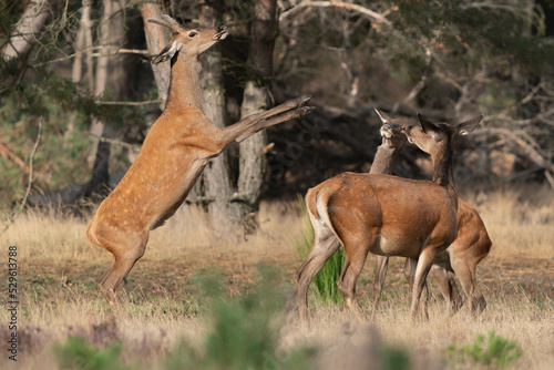 Red deer young male and female (Cervus elaphus) playing in rutting season on the fields of National Park Hoge Veluwe in the Netherlands. Forest in the background.                    