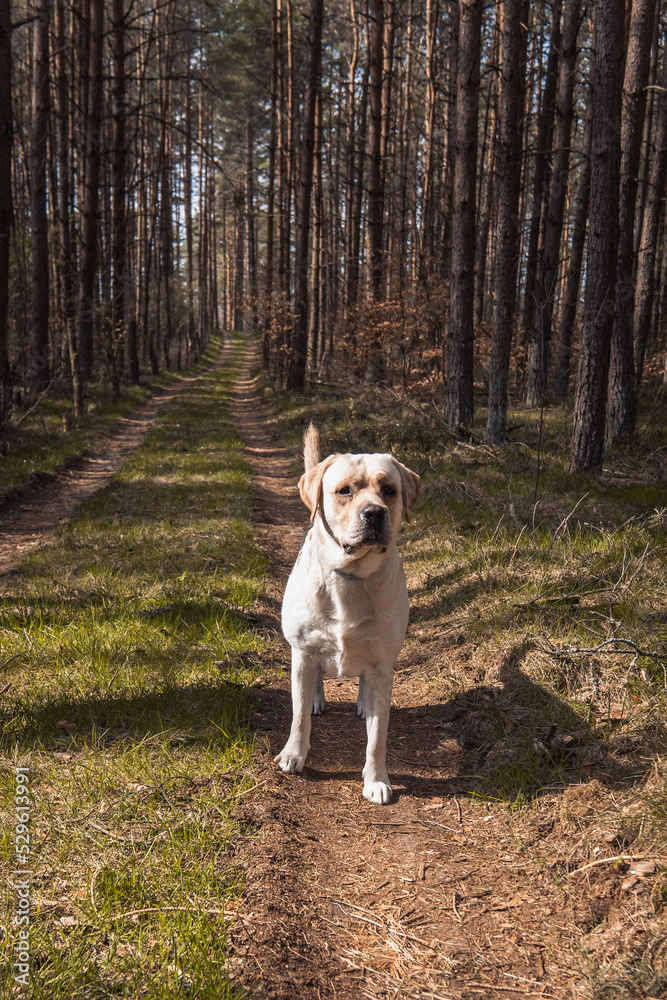 Labrador dog on forest walk