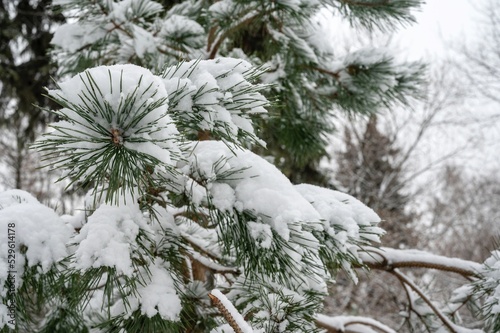 Photography Beautiful snow-covered branches of a Christmas tree in cloudy weather in a Moscow park