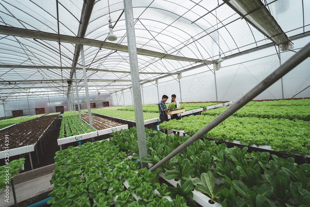 lettuce cultivation.healthy vegetable gardening.green greenhouse garden