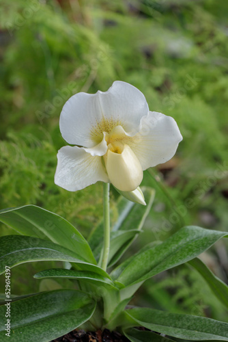 Venus slipper orchid (Genus Paphiopedilum).