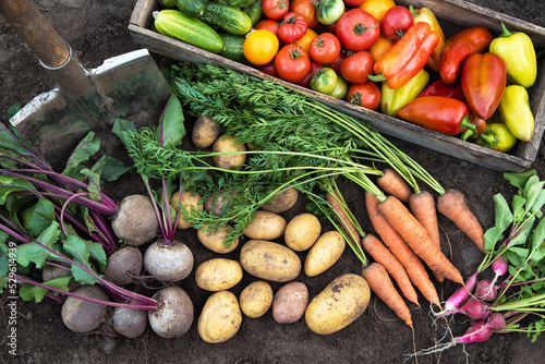 Autumn harvest of fresh vegetables. Organic pepper, cucumber, freshly harvested potato, tomato, radish, beetroot and carrot in garden 