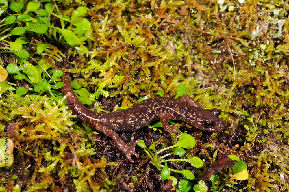 Sarrabus Cave Salamander // Sàrrabus-Höhlensalamander (Speleomantes sarrabusensis, Hydromantes sarrabusensis) - Sardinia, Italy Sarrabus Cave Salamander // Sàrrabus-Höhlensalamander (Speleomantes sarrabusensis, Hydromantes sarrabusensis) - Sardinia, Italy