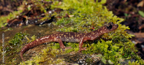Sàrrabus-Höhlensalamander // Sarrabus Cave Salamander (Speleomantes sarrabusensis, Hydromantes sarrabusensis) - Sardinien, Italien