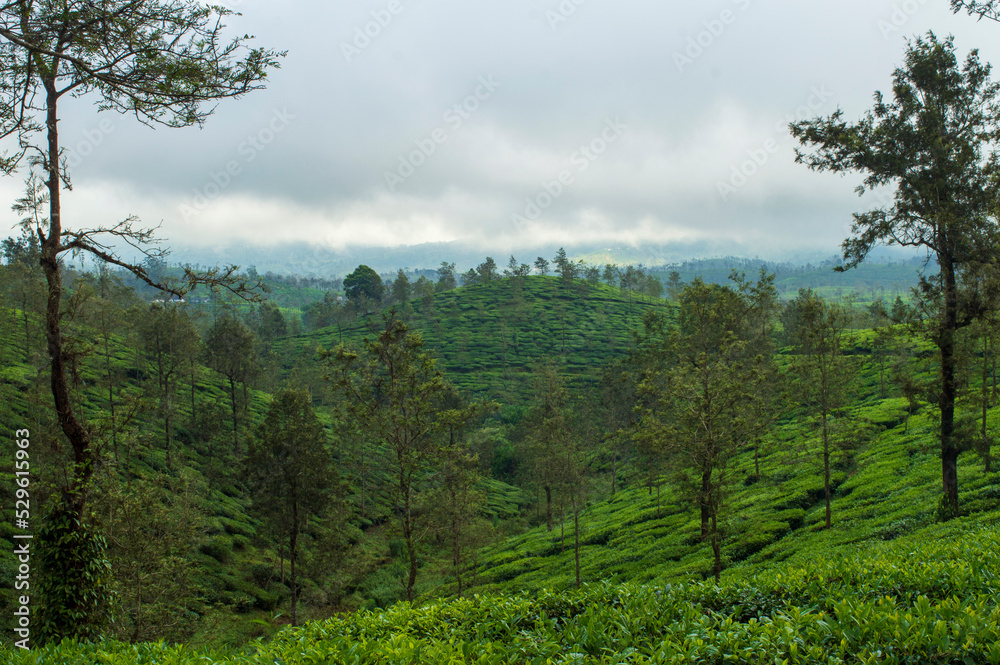 Trees in the middle of tea plantation adding a scenic beauty to the nature
