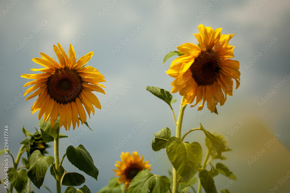 Close-Up Sonnenblume, zwei Sonnenblumen 