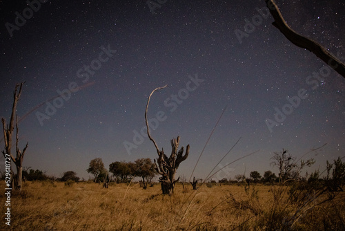 Milky way in the Southern sky in Botswana with savanna in front. Taken on a wilderness safari tot he the magical Okavango Delta in July 2022.