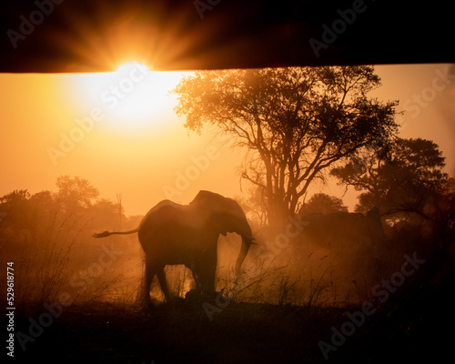African elephant walking in the sunset in front of a safari jeep in the magical Okavango Delta in Botswana. Seen on a wilderness safari in July 2022.